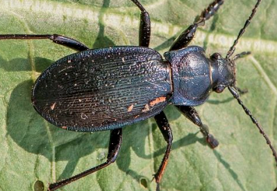 Carabus sp. Slovakia